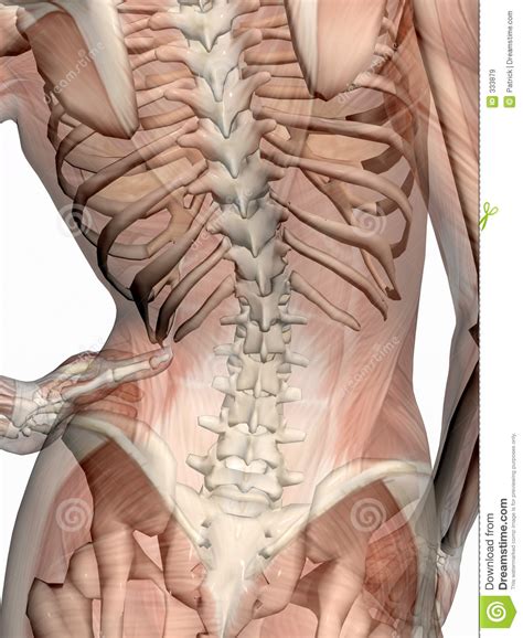 Molly smith dipcnm, mbant • reviewer: Anatomy, Transparant Muscles With Skeleton. Stock ...