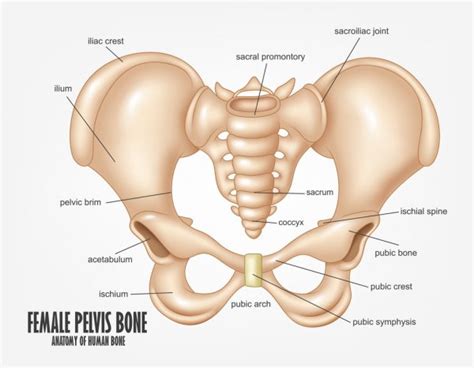 Walmart.com has been visited by 1m+ users in the past month ᐈ Female pelvis labeled stock vectors, Royalty Free pelvic ...