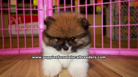 Quickly find the best offers for beagle puppies for sale on newsnow classifieds. Pomeranian Puppies for sale Ga at Lawrenceville - Puppies ...