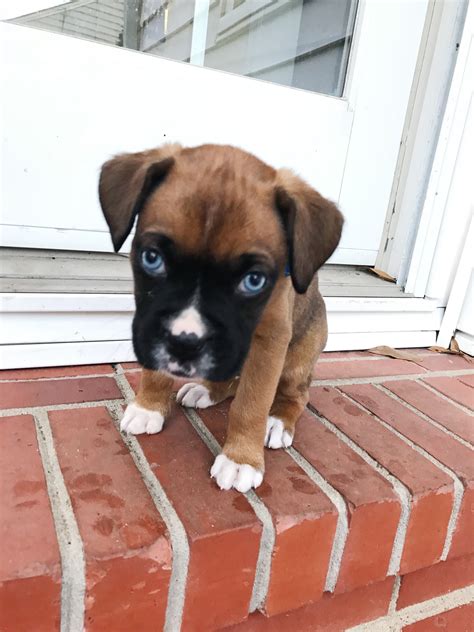 This breed's name was supposedly derived from the boxing motion they made with their front paws. Boxer Puppies Price In India