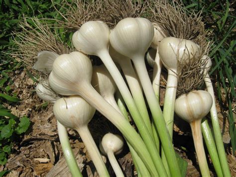 The Idiots Guide: How to Grow Garlic In The Kitchen, Garden, or Growing ...