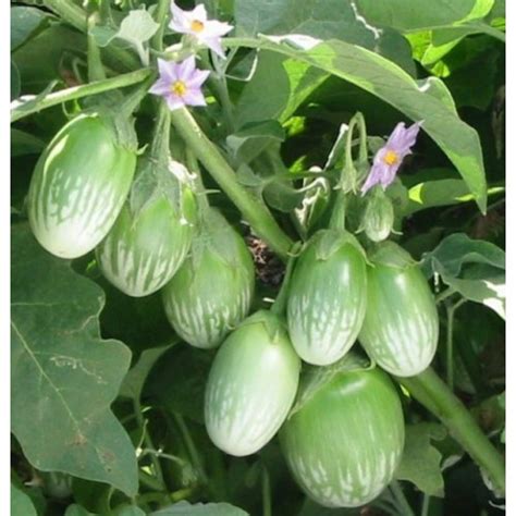 High quality brinjal images, illustrations, vectors perfectly priced to fit your project's budget from bigstock. Buy Brinjal green Hybrid Seeds Online in India