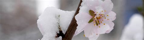 Es sind brancheneinträge zu haus in munster gefragt? Landfuxx Munster: Gartenschatz Winterkirsche