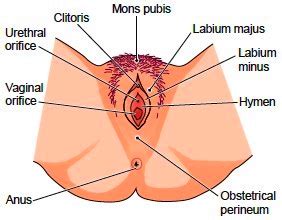 The female part, for venting and leakage of glue when filling the void with glue, distinguished in that blocking part (19) which can be moved in relation to the female part (13) between an idle position. Female Sex Organs