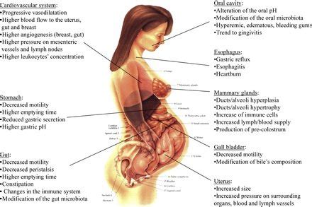 For one of the most complicated and most involved processes the human body is capable of, this chart does a wonderful job at detailing. Physiological adaptations of the body during pregnancy ...