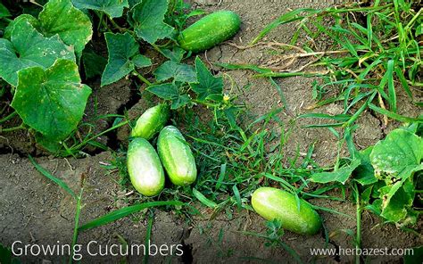 How long does cucumber plant take to produce cucumbers? Growing Cucumbers | HerbaZest