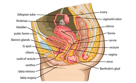 Testosterone anatomical and biological body diagram with brain and male reproductive organ cross sections. Female reproductive system | HealthInfi