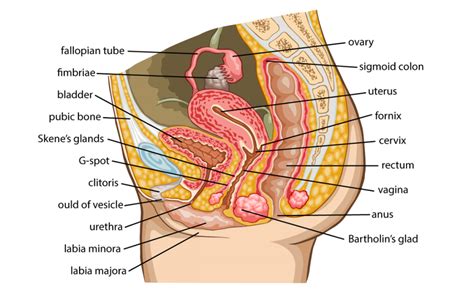 This diagram depicts female body diagram. Female reproductive system | HealthInfi