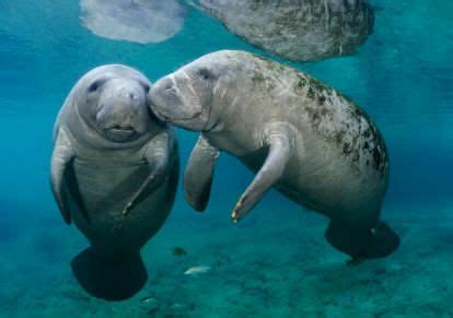 The reproductive rate for manatees is low. ZOOLOGÍA - CORDADOS: Mamíferos - 19ª parte | Manatee, Sea ...