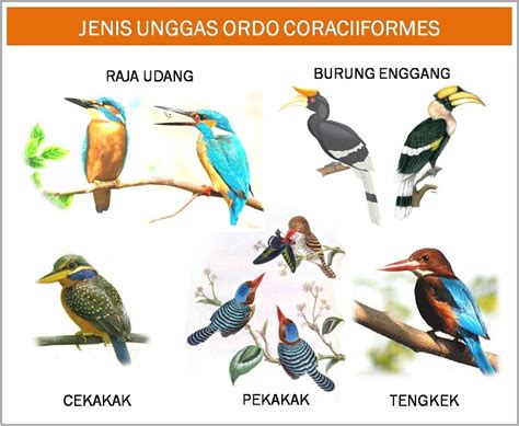 Bulu burung ini berwarna coklat serta terdapat corak pada badannya. All About Unggas: Jenis jenis unggas