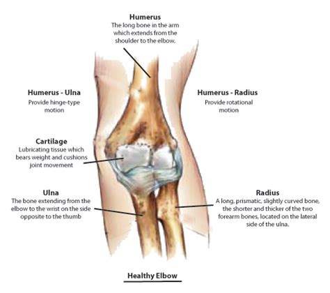 Related posts of bone anatomy elbow. Elbow - SWorthopedic