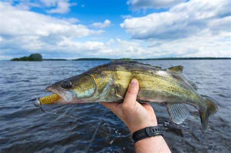 The pros of fishing lures are: Lake Winnipeg Fishing | Lake Winnipeg Fishing Guides