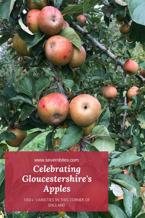 During the growing season, let the top couple of inches of soil dry out before watering. Celebrating Gloucestershire Apples | Apple, Apple ...