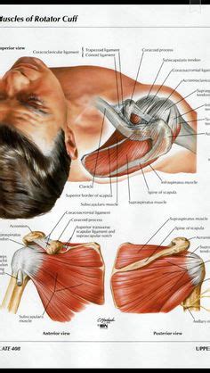 Muscles of shoulder, neck, and shoulder. Shoulder muscles and chest - human anatomy diagram ...