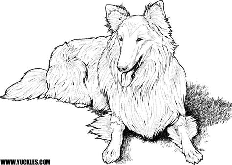 Shetland sheepdog coloring page from dogs category. Download Sheepdog coloring for free - Designlooter 2020 👨‍🎨