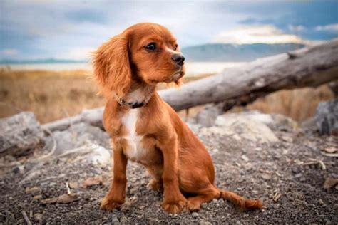 Dm me for features business enquiries: Cavalier King Charles Spaniel breed profile - Pets4Life