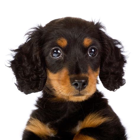 Wenn dich das leben fickt, warte ab ob dich danach noch vielleicht mal. Frau lässt sich vom hund befriedigen - chateaudegrillemont.com