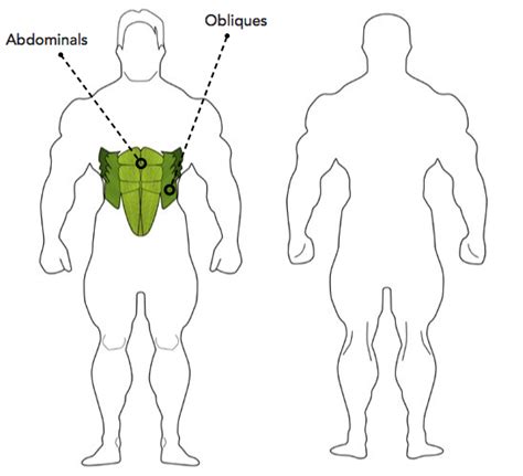 Get a handful labeled leg muscle diagrams to assist your study about human's leg muscle anatomy. Lying Leg Raise Exercise Guide - TrainEatGain.com