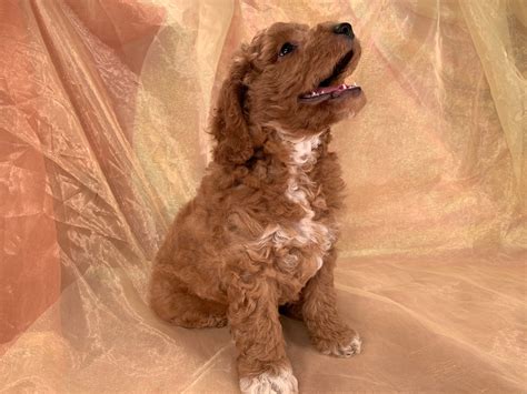 Their size doesn't match their personality as this breed is ready to play for hours at a stretch. Professional Cockapoo Breeders In Iowa, 2019