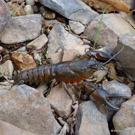 Individuals of over 5 kilograms (11 lb) in weight and over 80 centimetres (31 in) long have been known in the past, but now, even individuals over 2 kilograms (4.4 lb) are rare. The Giant Tasmanian Freshwater Lobster Astacopsis ...