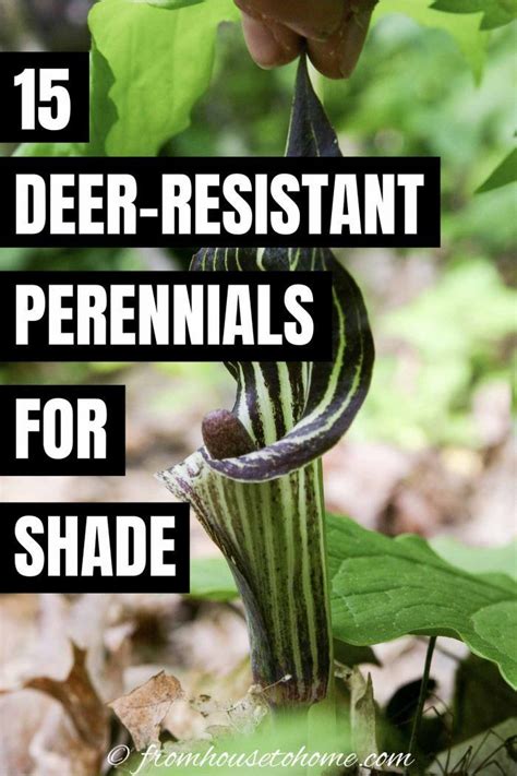 What makes plants deer resistant? 15 Beautiful Deer Resistant Shade Plants To Grow In Your ...