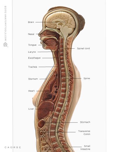 It is sometimes referred to as the trunk. Torso Anatomy Chart : Anatomy Chart Trigger Point Charts ...