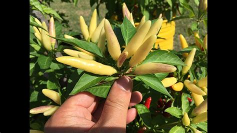 Zz plant care | indoor plant zamioculcas zamiifolia. Breeding Peppers Indoors - Beginning to End | Pepper ...