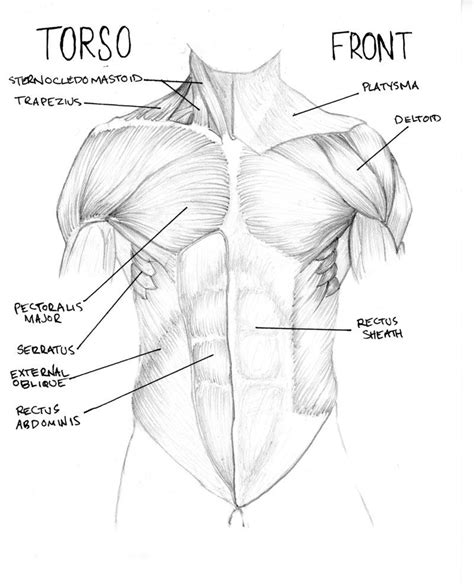 The mechanics and forms of the upper torso and shoulders. muscle diagram torso | Muscle diagram, Torso, Muscle anatomy