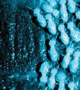 Mallis handbook and technical training company. Termite Control Brrrrr! - PCT - Pest Control Technology
