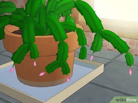 Kanopi pohon yang lebat dan vegetasi lainnya membuat rahim yang hangat dan rindang di mana tumbuhan epifitik ini berkembang. How to Care for a Christmas Cactus: 14 Steps (with Pictures)