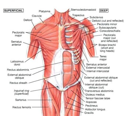 The shoulder is one of the largest and most complex joints in the body. Hip Anatomy Muscles And Tendons And Human Anatomy Hip Muscle | Shoulder muscle anatomy, Neck ...