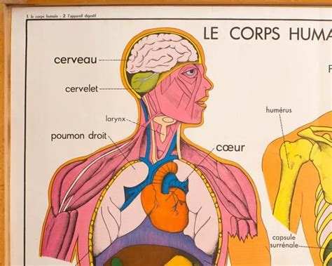 Anatomie Corps humain Vintage Affiche scolaire double face d'école ...