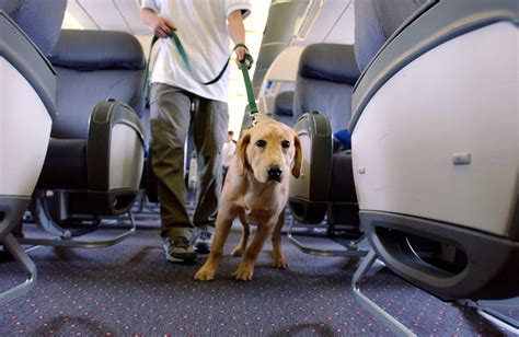 They are not allowed on trails, off roads, or along the river. AirTalk® | Audio: Airlines plan new regulations for ...