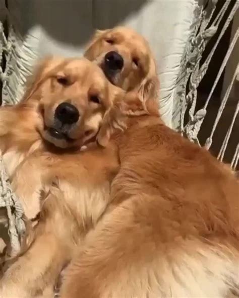 The most common golden retriever gif material is metal. Just chillinghttps://i.imgur.com/0pv9APp.gifv | Dogs ...