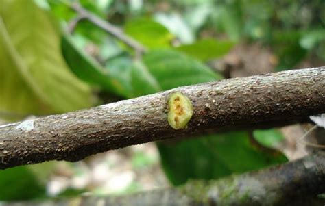 Kutil merupakan suatu jaringan yang tumbuh dan terinfeksi oleh human papilloma virus (hpv) pada sel kulit, sehingga menyebabkan sel tersebut tumbuh dengan cepat dan membentuk tonjolan yang tidak. Menggulungnya Daun Pada Tanaman Kapas Disebabkan Oleh ...