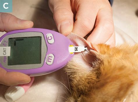 According to the latest who data published in 2018 diabetes mellitus deaths in malaysia reached 4,635 or 3.29% of total deaths. Managing Feline Diabetes Mellitus | Today's Veterinary ...