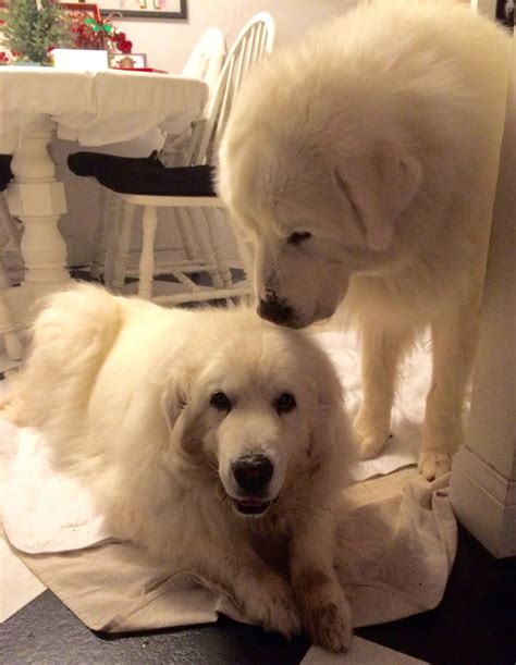 Training classes are a great way of making sure. My Sheena on her 13th BD attended by Shelby | Cute fluffy ...