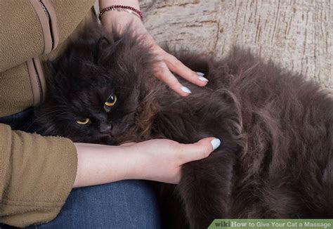 Repeat an endearing phrase over and over again in a soothing tone (or tune) to capture your. How to Give Your Cat a Massage (with Pictures) - wikiHow