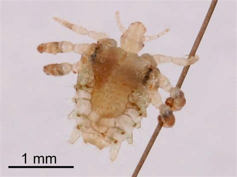 攻撃再開のシラミ | 時事オピニオン | 情報・知識＆オピニオン ...