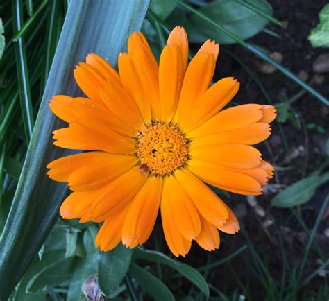 A pretty little flower to brighten up your day. 🌼 : gardening