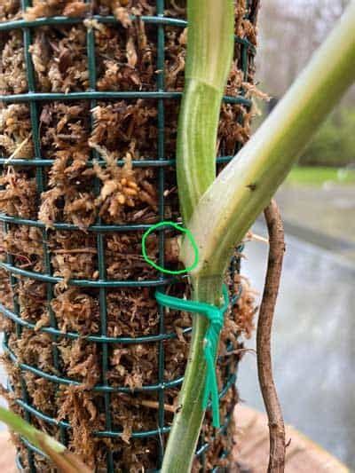 Although new growth could conceivably i was concerned that the stacking design would make the pole flimsy, but i've been very impressed with mine. moss-pole-monstera in 2020 | House plant care, Monstera, Moss