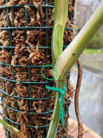 Often times, the higher a plant grows on a tree or not only is this diy easy, but it's super inexpensive. moss-pole-monstera in 2020 | House plant care, Monstera, Moss