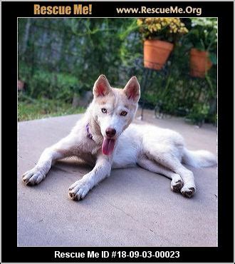 She's wolf grey with both blue eyes. - Texas Siberian Husky Rescue - ADOPTIONS - Rescue Me!