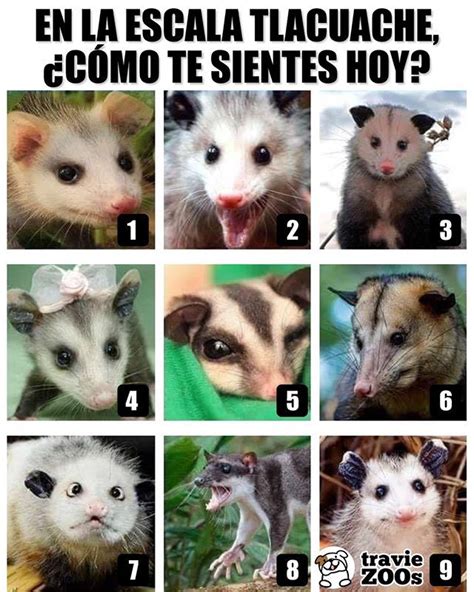 Find the newest tlacuache meme. Tlacuache Haircut Meme - bpatello