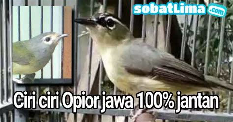 Mandikan burung anda yang mewah secara teratur. sobatlima.com || Ciri-ciri burung opior jawa 100% Jantan ...