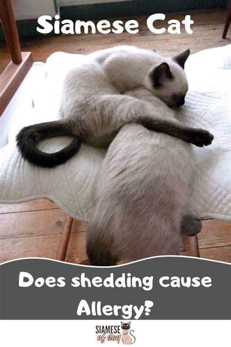 Cats frequently groom themselves with the tongue, and the protein spreads across the fur. Do Siamese Cats Shed? - Siameseofday | Cat shedding, Cat ...