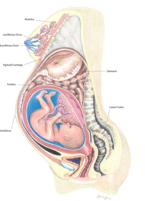 Find the perfect female anatomy diagram stock photos and editorial news pictures from getty images. Exonerating evidence from Laci's autopsy