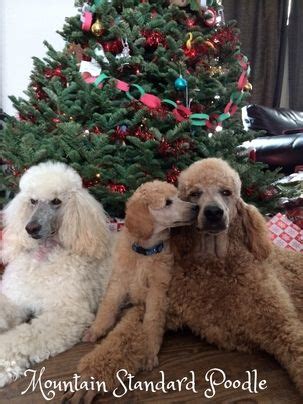 It can be quite easy to train your new puppy. A little kiss for dad. Rolls, 8 week old, standard poodle ...