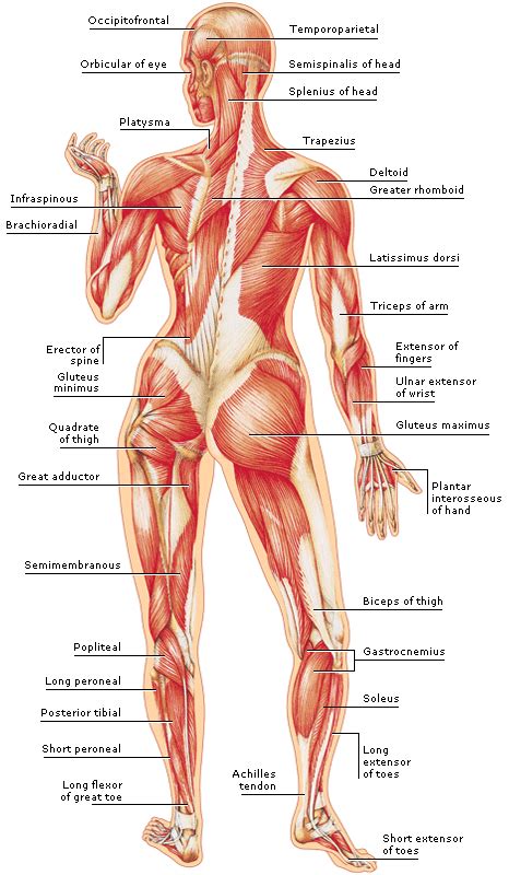 Skeletal cartilage structure and function of bone tissues types of bone cells structures of the two main bone tissues bone membranes bone formation slideshow 2353722 by indiya. Medical Encyclopedia - Structure: The Body's Muscles ...