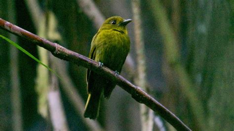 Biszexuális madarakra bukkantak Panamában | 24.hu